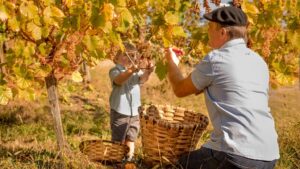 Transmission du savoir de vigneron de grand-père à petit-fils pendant le stage dans un domaine viticole