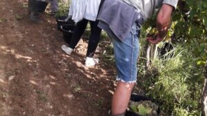 Vendages pendant le stage vigneron dans un domaine viticole dans le Jurançon