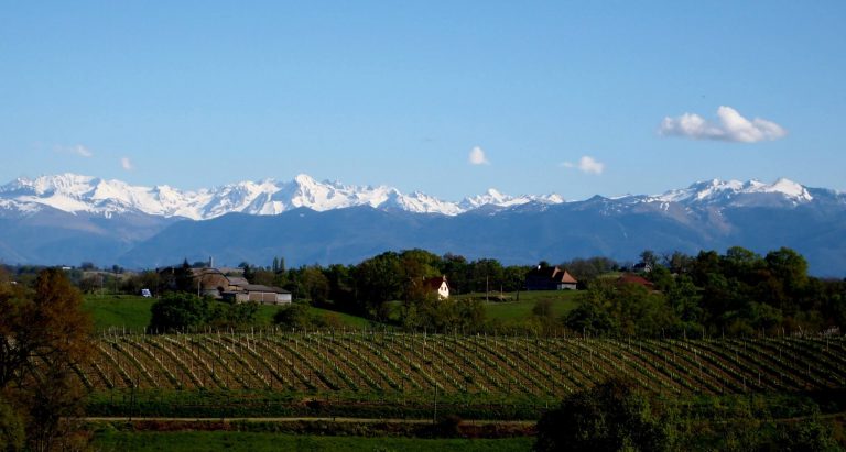 Stage dans un domaine viticole