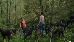 Stage de fromager en élevage caprin