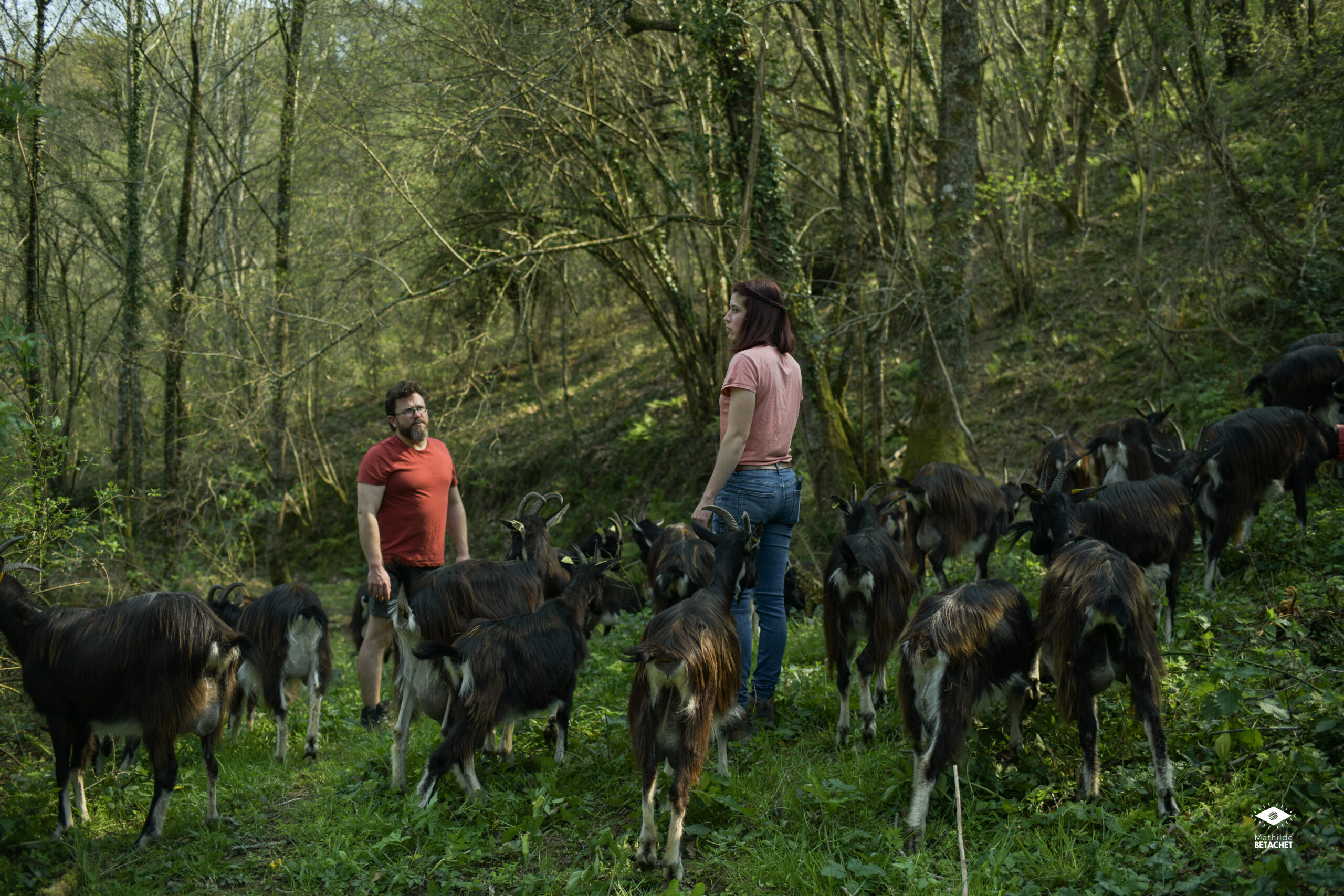 Stage de fromager en élevage caprin