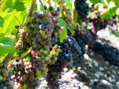 Médoc vignes
