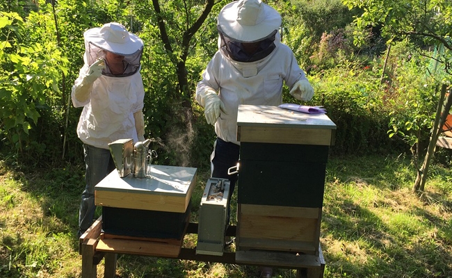 Stage apiculture chez un apiculteur pour apprendre à gérer une ruche et récolter le miel.