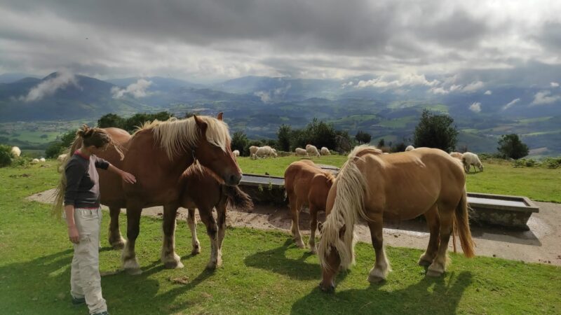 Stage berger pour apprendre la gestion d’un troupeau et les soins aux animaux.