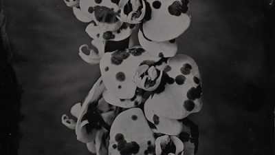 Nature morte florale stage photographie au collodion humide à Lyon