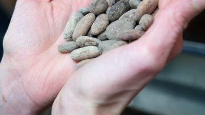 Fèves de cacao pour le chocolat pendant le stage chez un chocolatier dans un atelier de chocolaterie dans le Béarn