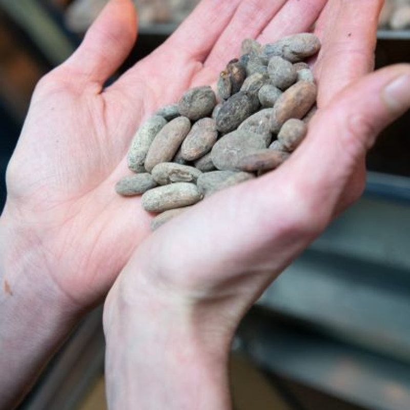 Fèves de cacao pour le chocolat pendant le stage chez un chocolatier dans un atelier de chocolaterie dans le Béarn
