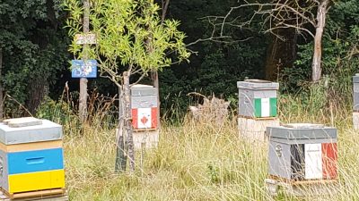 Ruches pendant le stage en apiculture chez l'apiculteur entre Toulouse, Castres et Albi
