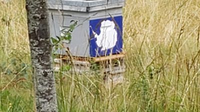 Ruches pendant le stage en apiculture chez l'apiculteur en Occitanie