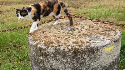 "Assistant" en apiculture pendant le stage d'apiculteur
