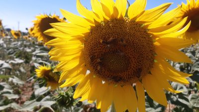 Abeilles qui butinent sur une fleur de tournesol pendant le stage apiculture chez un apiculteur