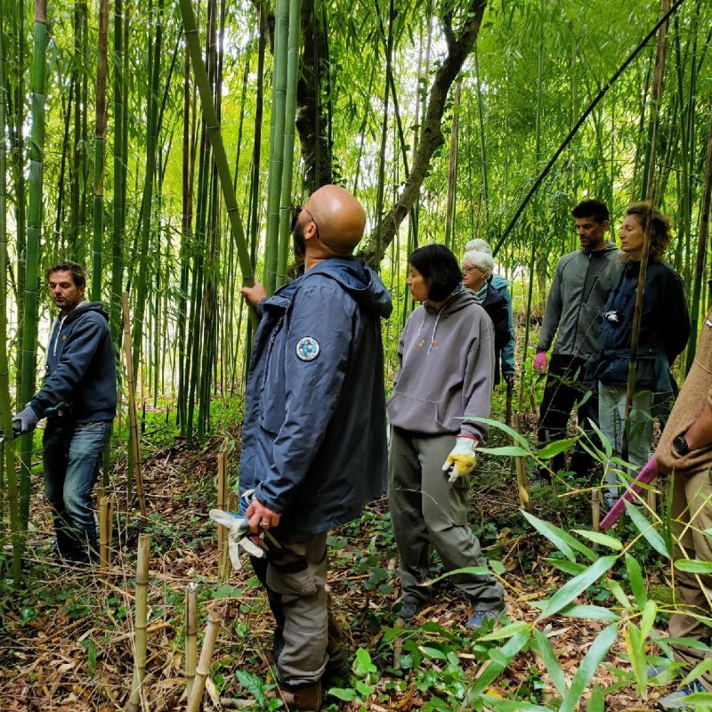 Coupe Bambou Bertrand Chereau, Bamboutier en Ariège
