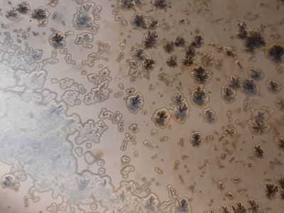 Détail d'émail pendant une formation autour de la céramique et de la poterie avec une céramiste en Charente