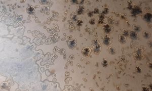 Détail d'émail pendant une formation autour de la céramique et de la poterie avec une céramiste en Charente
