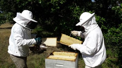 Stagiaires en pleine action pendant la stage d'apiculture chez un apiculteur entre Toulouse, Castres et Albi