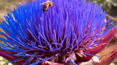 Abeille et fleur pendant le stage en apiculture chez apiculteur entre Toulouse, Castres et Albi.