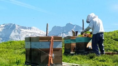 Stage de découverte de l'apiculture en montagne