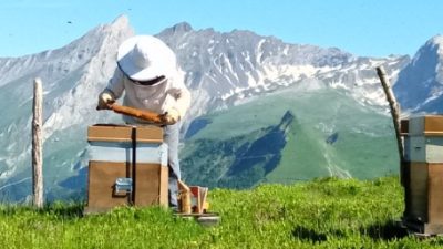 Stage de découverte de l'apiculture chez un apiculteur