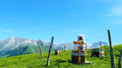 Stage de découverte de l'apiculture au sud de Pau
