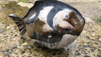 Pièce en forme de poisson en céramique et poterie Raku fait pendant le stage dans les Hautes Pyrénées (65)