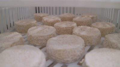 Séchage de fromages pendant le stage dans un élevage caprin et fromager