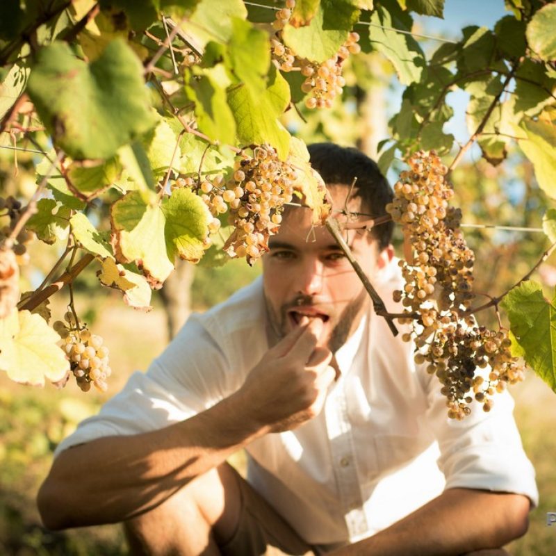 Jérémy ESTOUEIGT vigneron