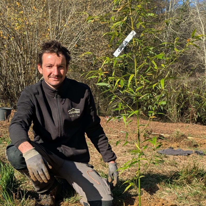 Plantation bambou, Mattias Lambert, Bamboutier en Ariège