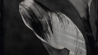 Nature morte végétale stage photographie au collodion humide à Lyon