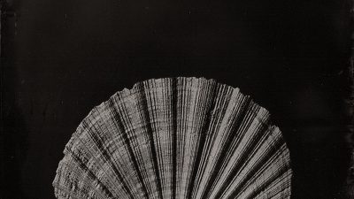 Coquillage en lumière atelier photographie au collodion humide