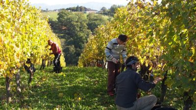 Vendages pendant le stage vigneron dans un domaine viticole dans le Jurançon