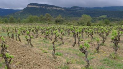 Vignes du Languedoc-Roussillon pendant le stage vigneron BIO dans un domaine viticole