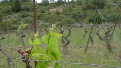 Vignes du Languedoc-Roussillon pendant le stage vigneron BIO avec une oenologue