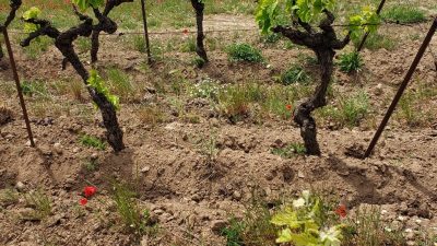 Vignes du Languedoc-Roussillon pendant le stage vigneron BIO en Occitanie