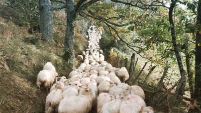 Transhumance pendant le stage de berger fromager dans le Pays Basque