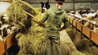 alimentation-brebis-stage-berger-fromager-pays-basque-bayonne-biarritz-anglet