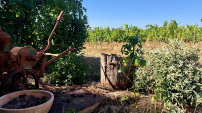 Anciens outils pendant le stage et l'atelier vigneron à Gaillac