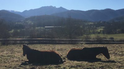 Chevaux au repos pendant le stage d'équicoaching
