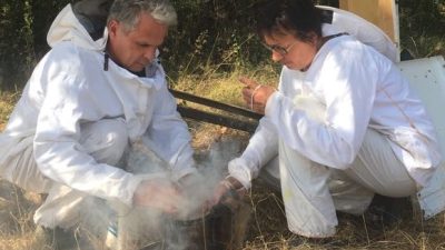 Enfumage avec l'enfumoir pendant le stage en apiculture chez un apiculteur entre Toulouse, Castres et Albi