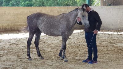 Connexion au cheval pendant l'atelier d'équicoaching