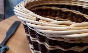 Formation vannerie d'osier avec un vannier en Bourgogne à Mercurey