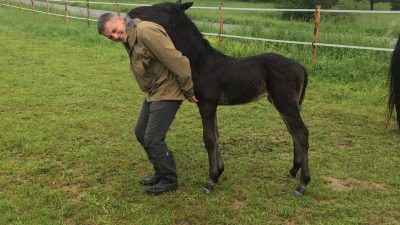 Grooming avec un poulain pendant l'atelier d'équicoaching
