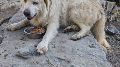 Patou de Jean Louis pendant le stage de berger avec ou sans son chien