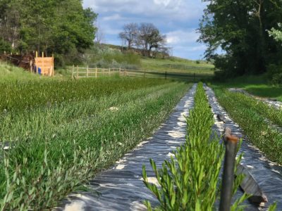 Jeune oserai au cours de la formation vannerie avec un vannier en PACA