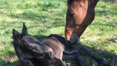 Naissance d'un poulain pendant l'atelier d'équicoaching