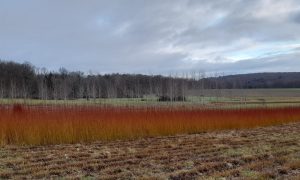 Oseraie pendant la formation vannier en vannerie en Bourgogne