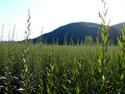 Oseraie de Thomas Louineau pendant la formation vannerie dans le Cantal