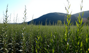 Oseraie de Thomas Louineau pendant la formation vannerie dans le Cantal
