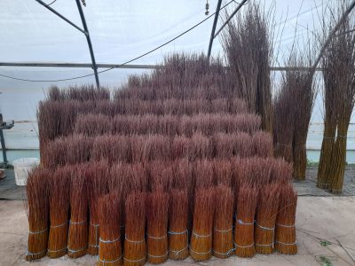 Brins d'osier pendant la formation vannerie avec un vannier à Mercurey