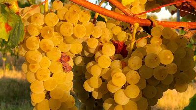 Raisins blancs pendant l'atelier vigneron à Gaillac proche de Toulouse