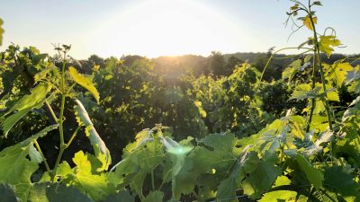 Vue sur les vignes pendant l'atelier et le stage vigneron à Gaillac